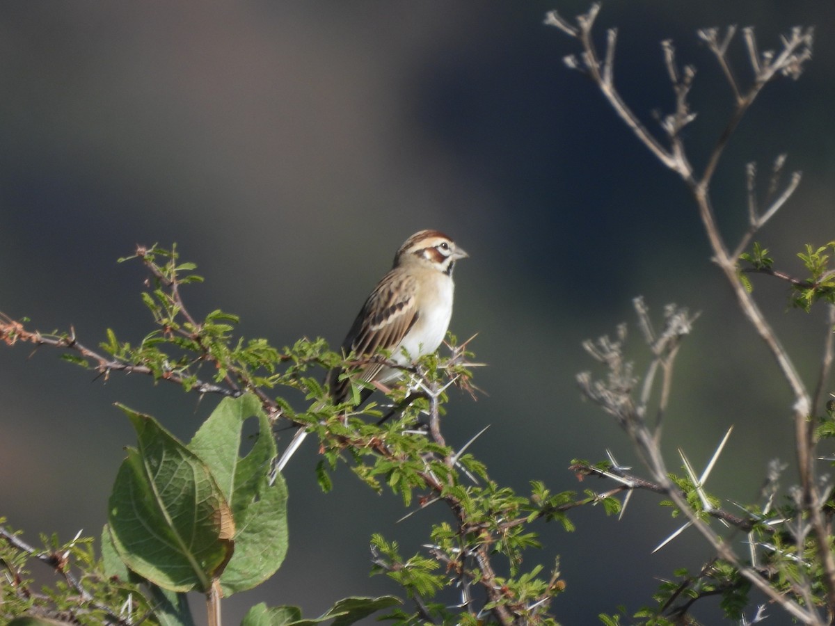 Lark Sparrow - ML646709584