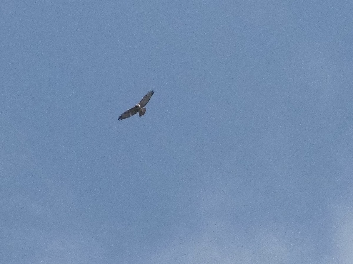 Gray Hawk - ML646709586