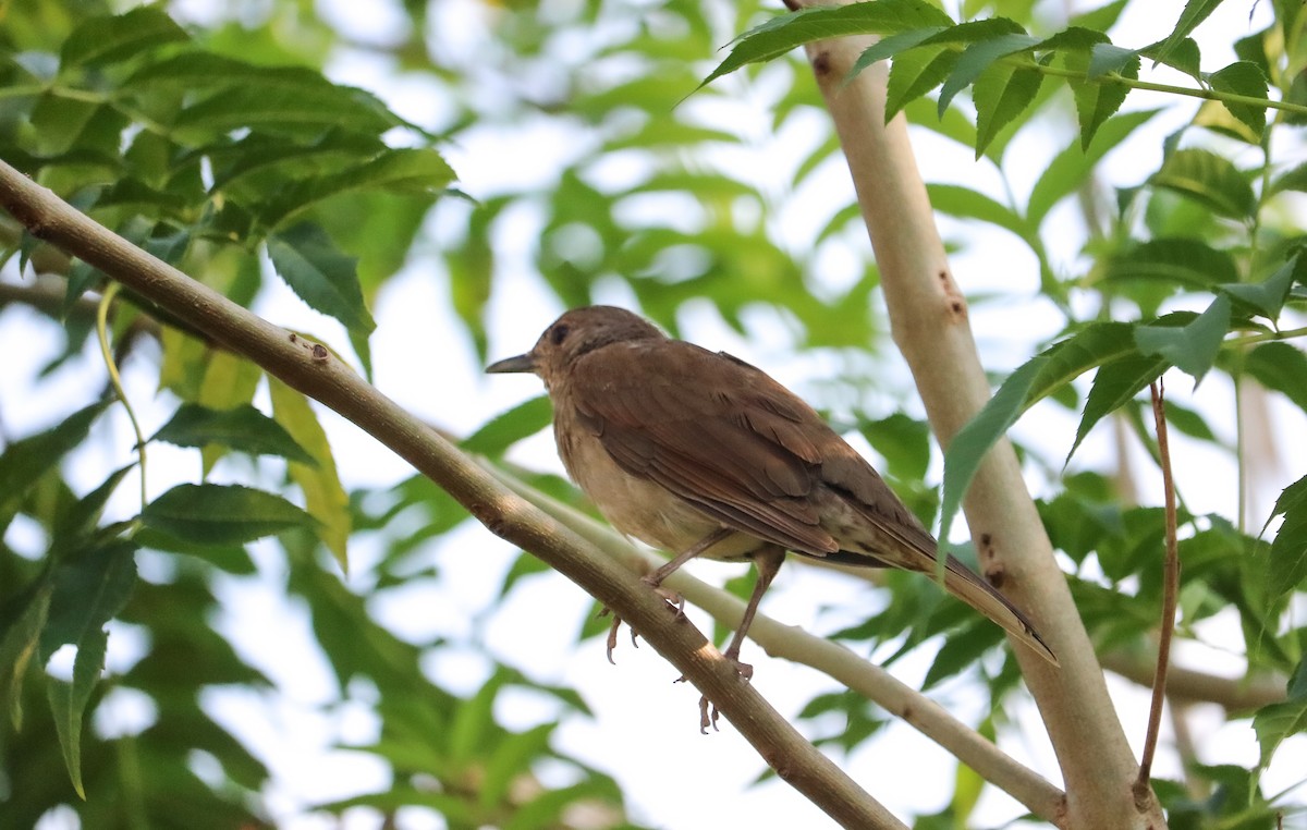 Zorzal Sabiá - ML646709588