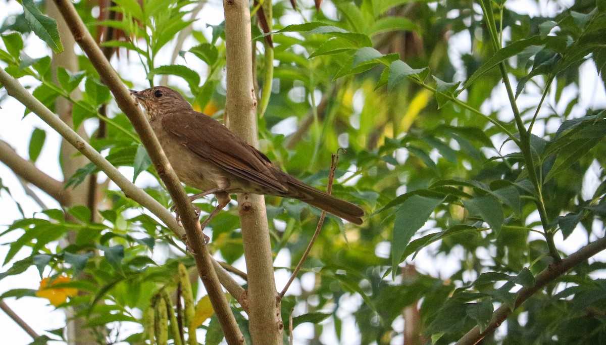 Zorzal Sabiá - ML646709589