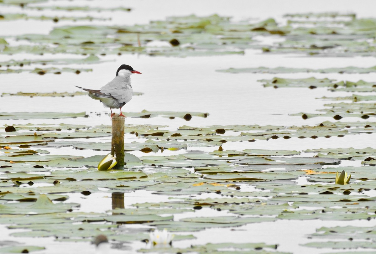 Whiskered Tern - ML646709592
