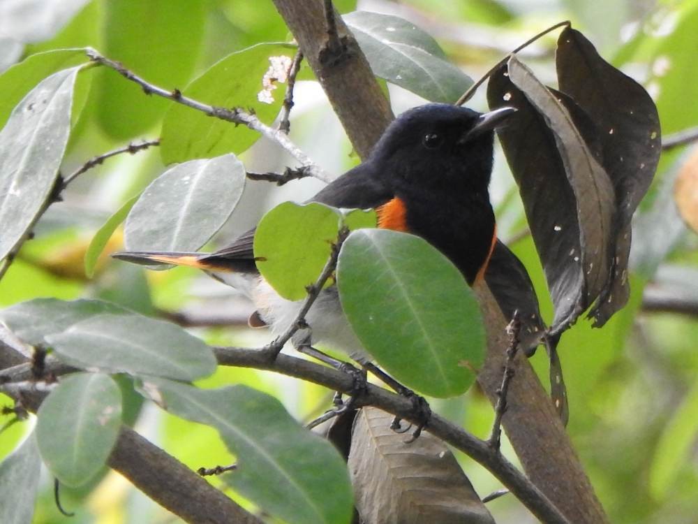 סבכון חכלילי - ML646709595