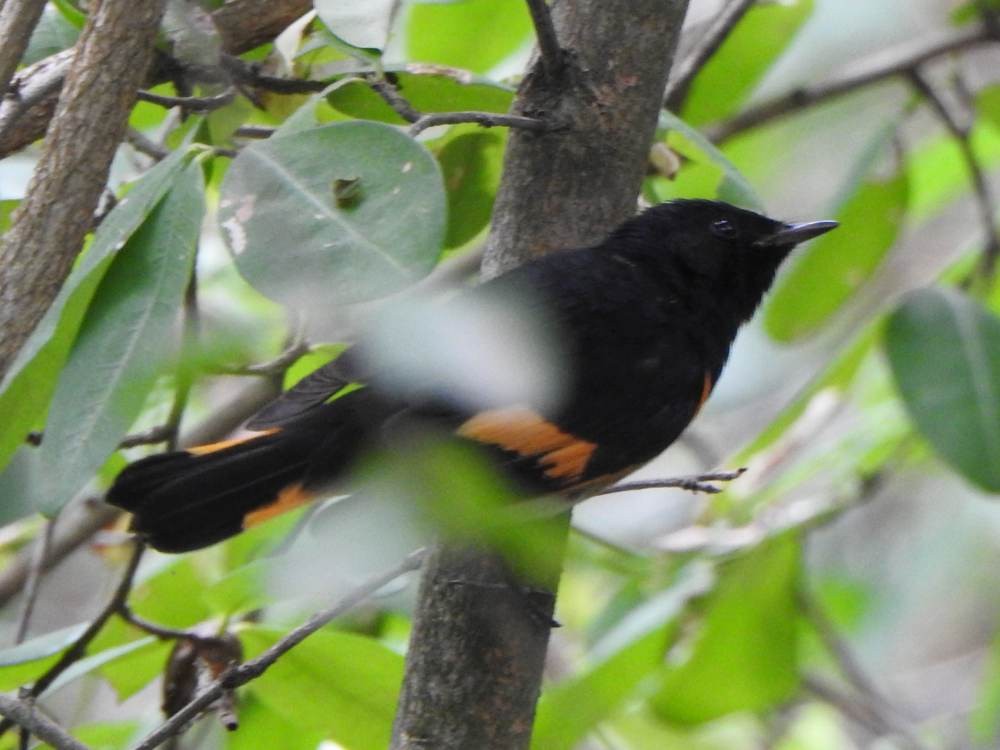 סבכון חכלילי - ML646709596