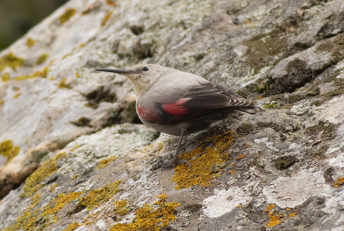 Wallcreeper - ML646709597