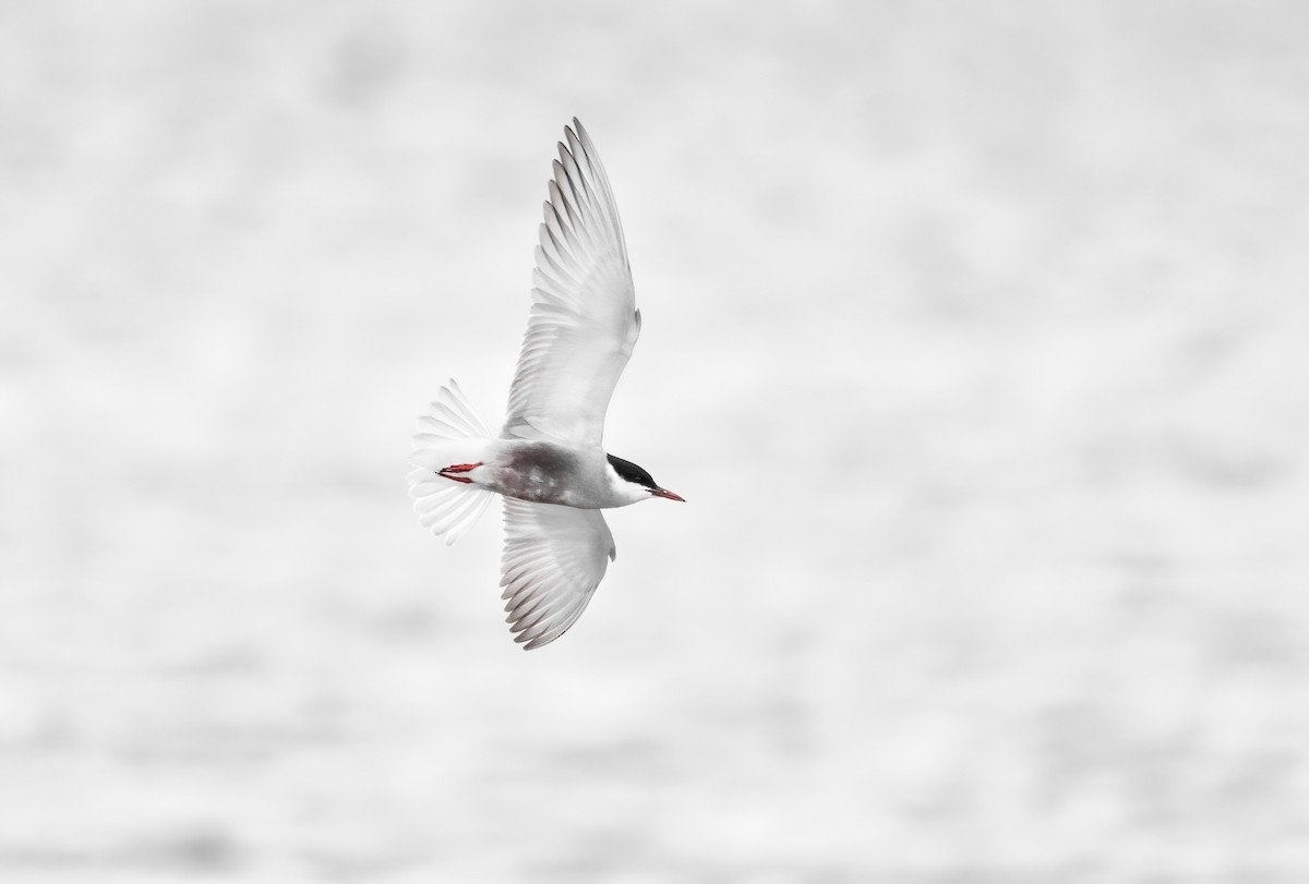 Whiskered Tern - ML646709598
