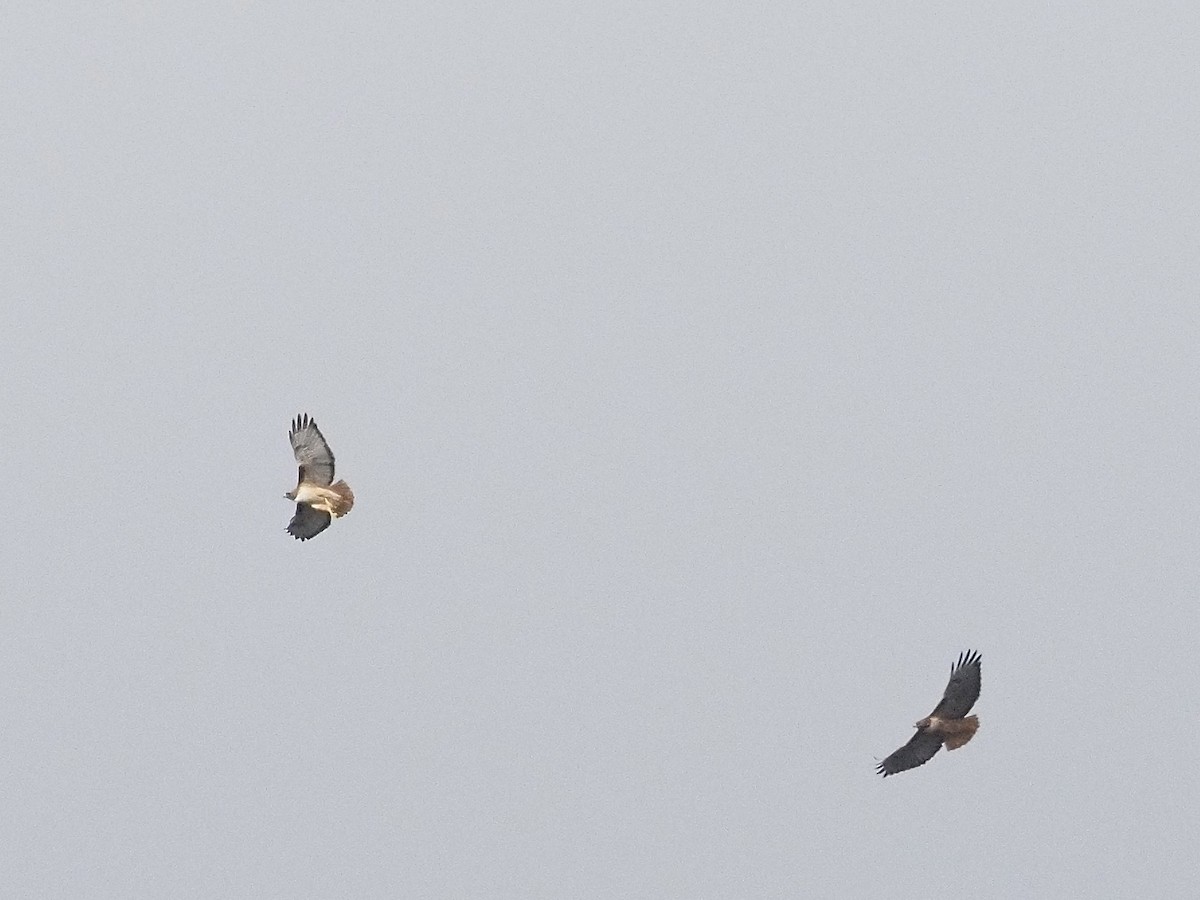 Red-tailed Hawk - ML646709599