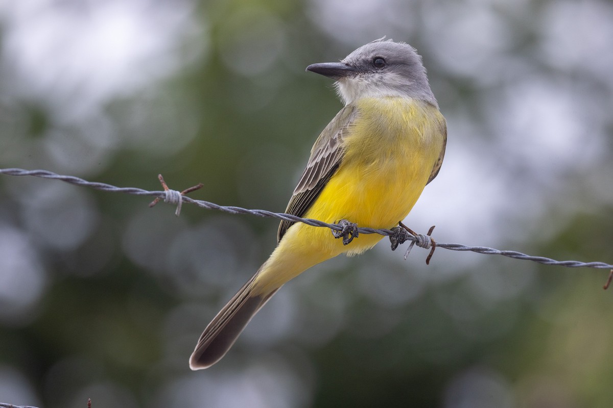 Tyran mélancolique - ML646709600