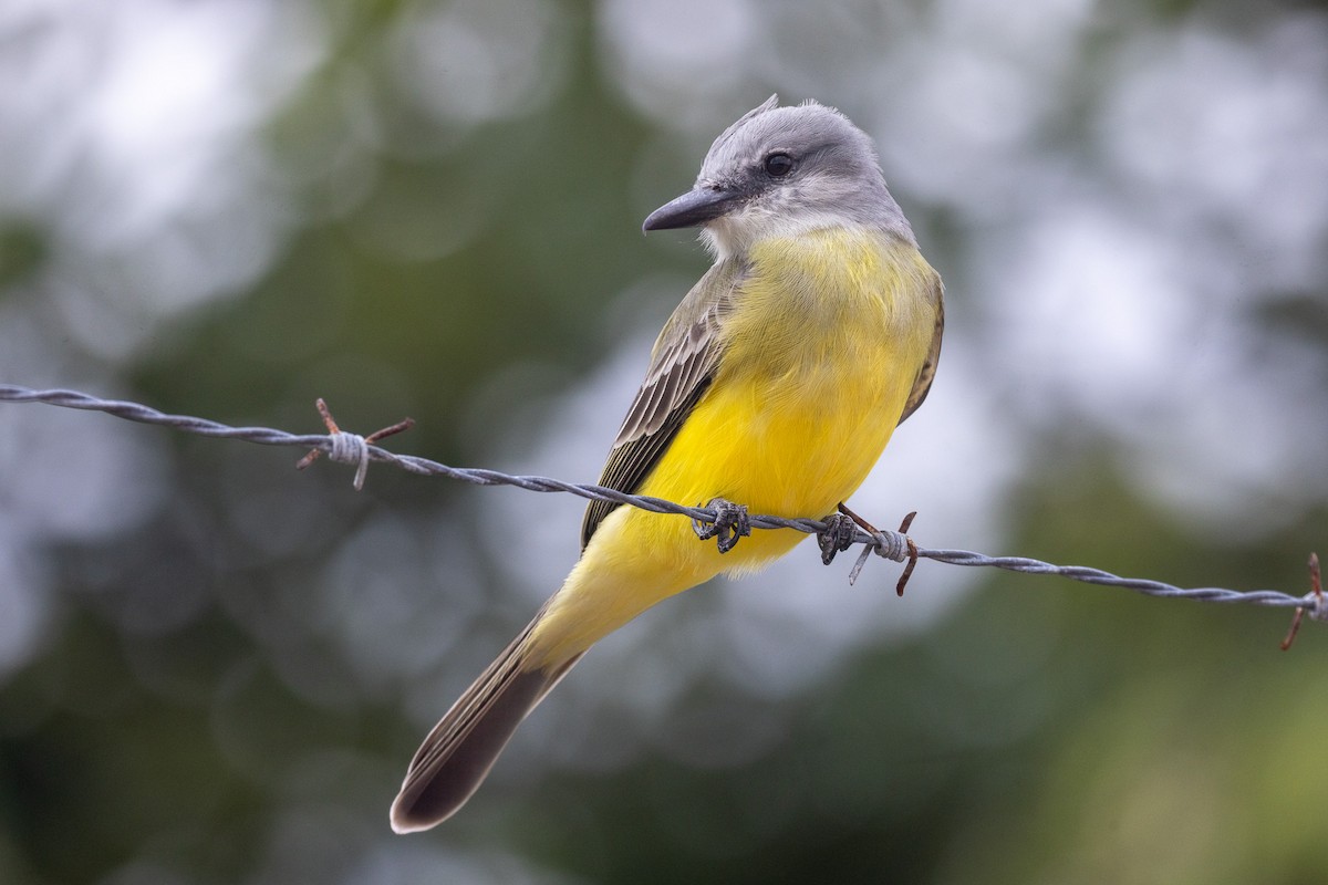 Tyran mélancolique - ML646709601