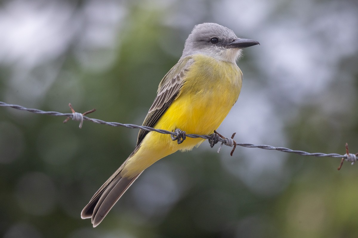 Tyran mélancolique - ML646709602