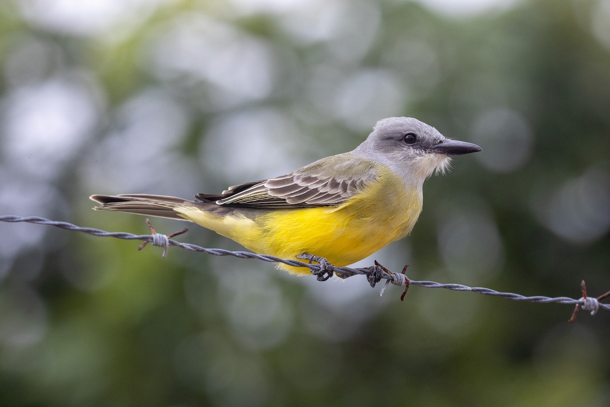 Tyran mélancolique - ML646709603