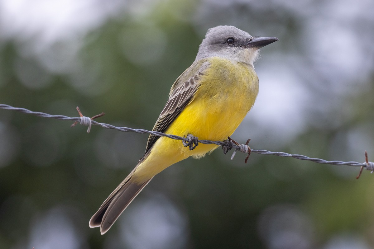 Tyran mélancolique - ML646709604