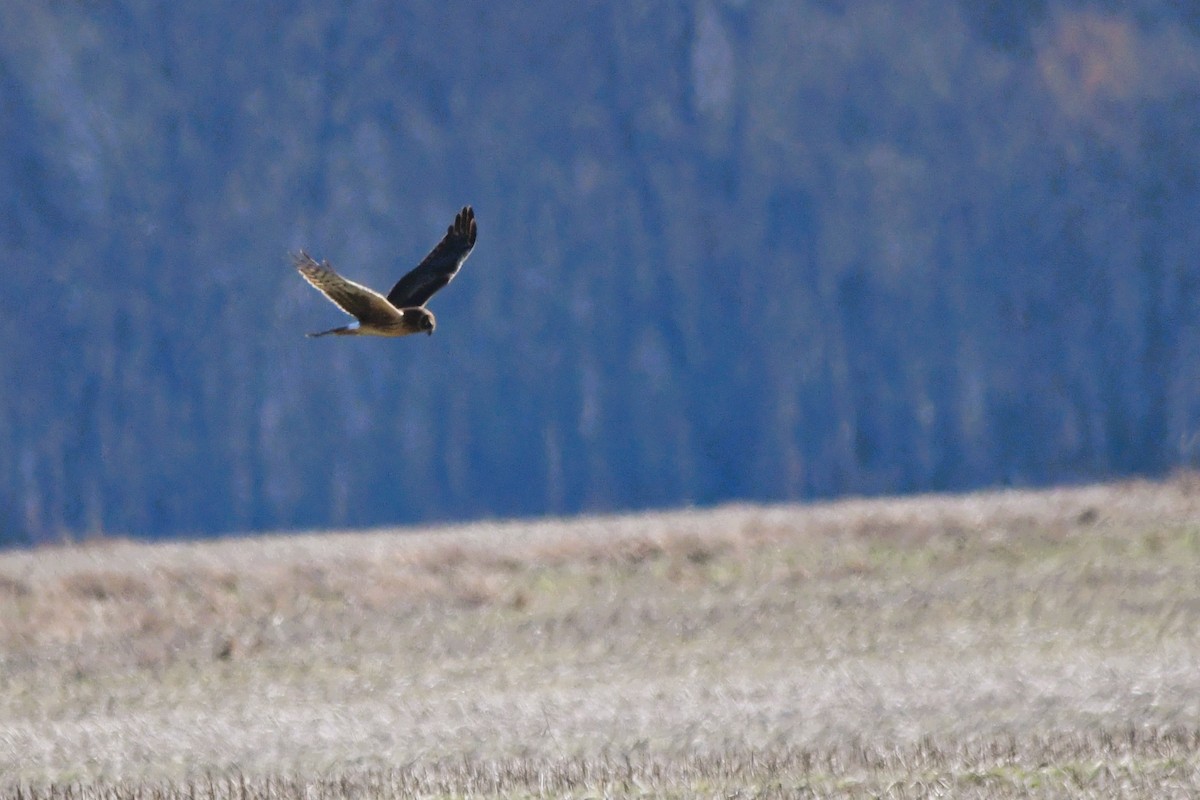 Amerika Delicesi - ML646709605