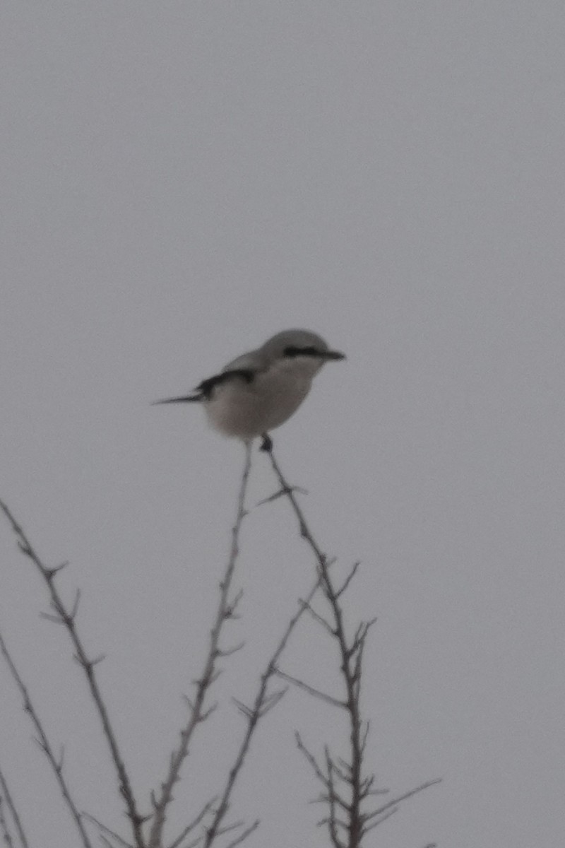 Northern Shrike - ML646709608