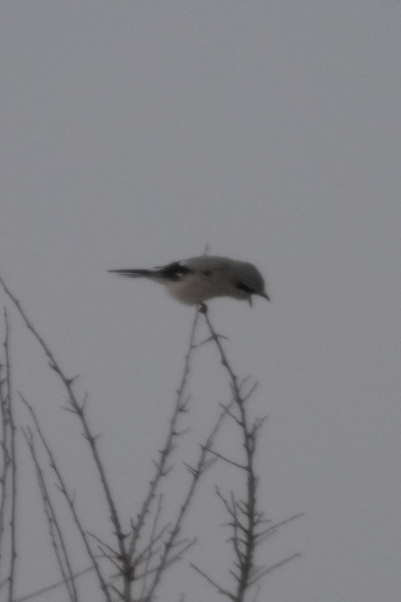 Northern Shrike - ML646709609