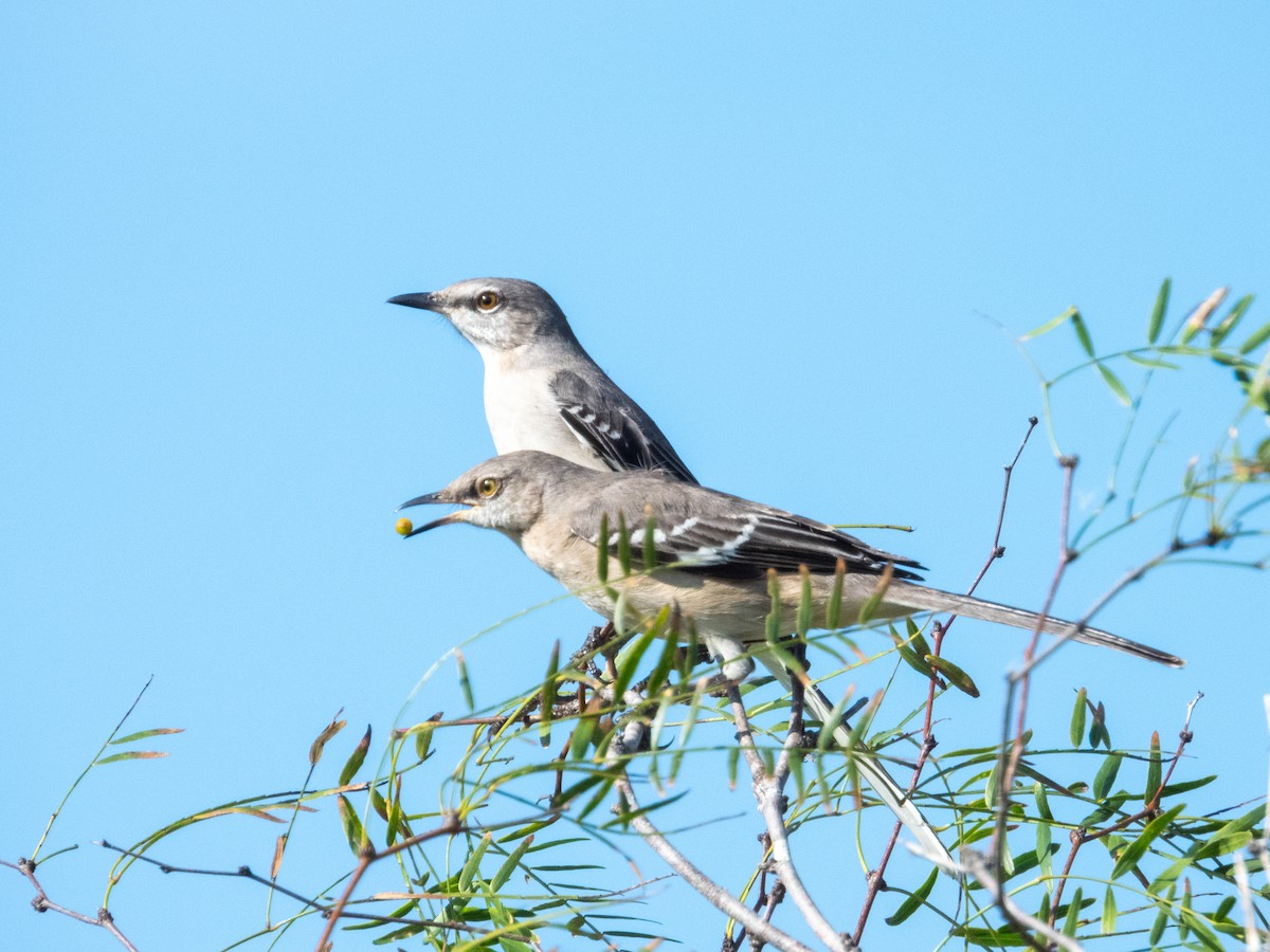 Kuzeyli Taklitçi - ML646709612