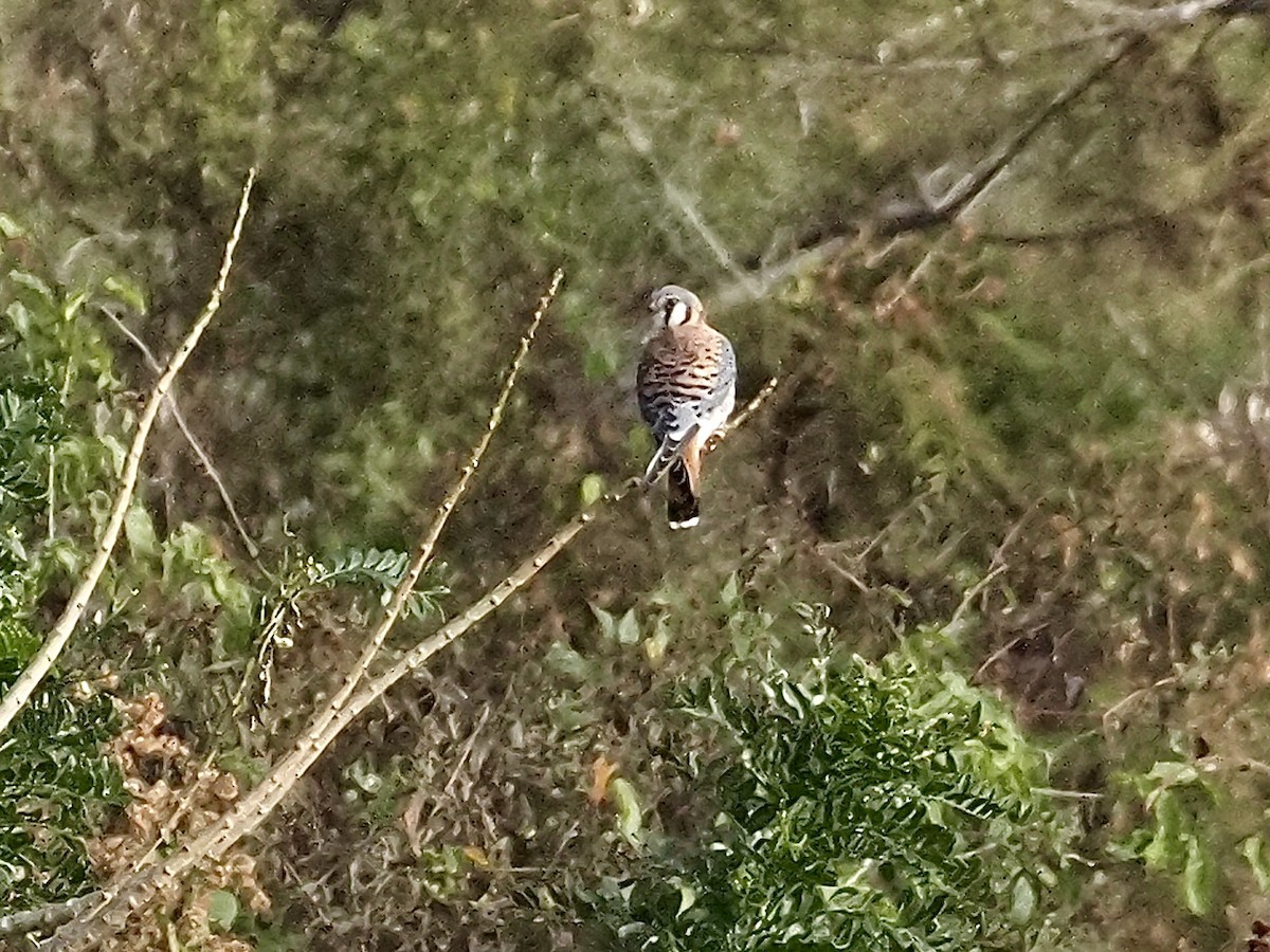 American Kestrel - ML646709616