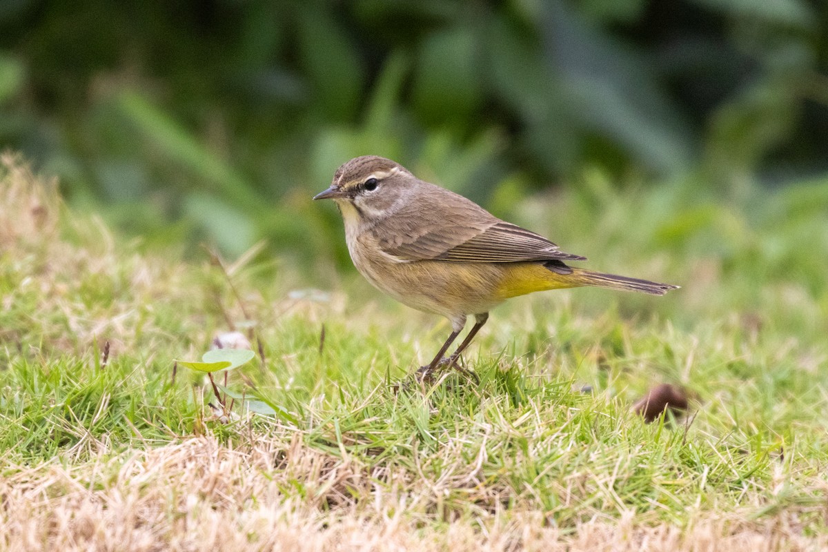Paruline à couronne rousse (palmarum) - ML646709617
