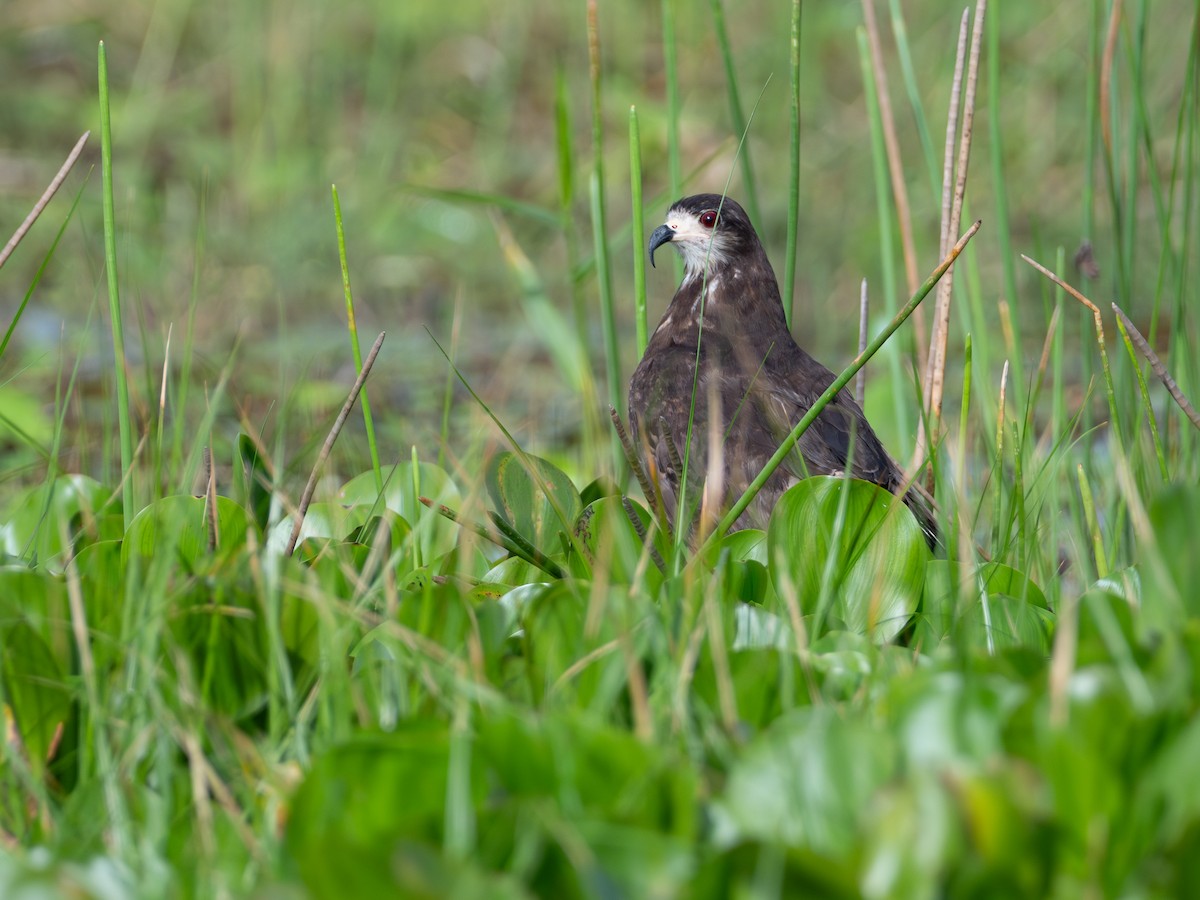Snail Kite - ML646709618