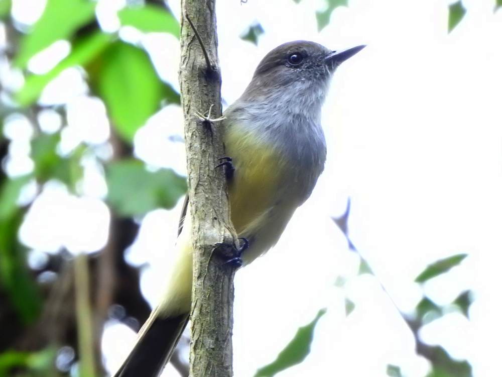 Dusky-capped Flycatcher - ML646709619