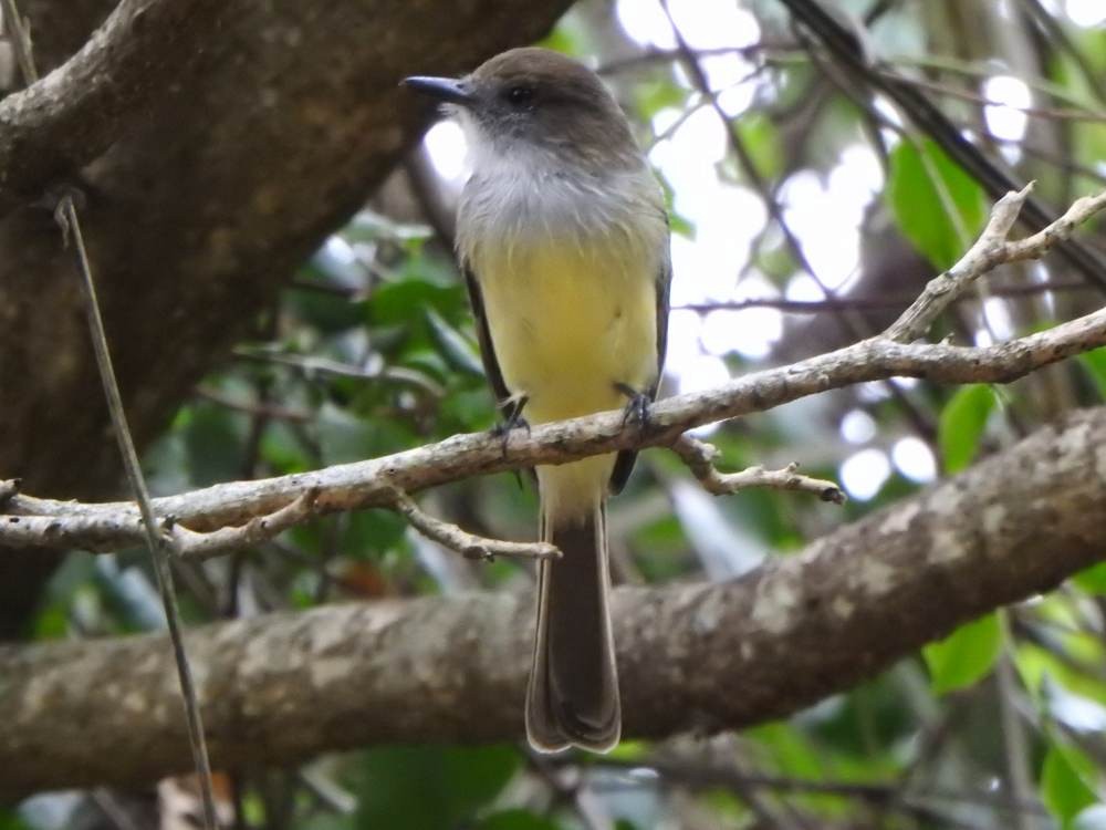 Dusky-capped Flycatcher - ML646709620
