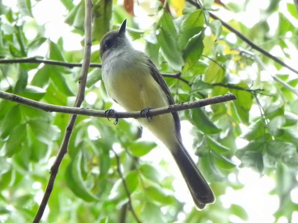 Dusky-capped Flycatcher - ML646709621