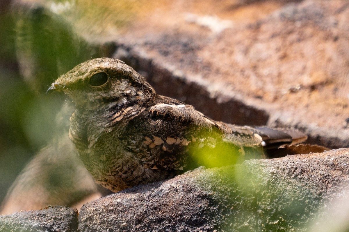 Ladder-tailed Nightjar - ML646709622