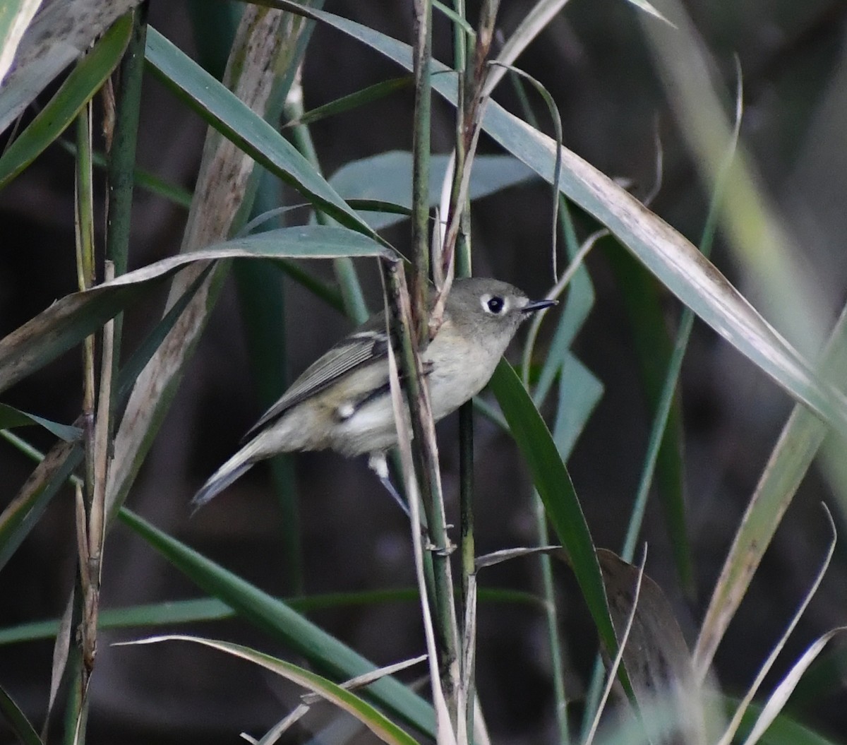Ruby-crowned Kinglet - ML646709625