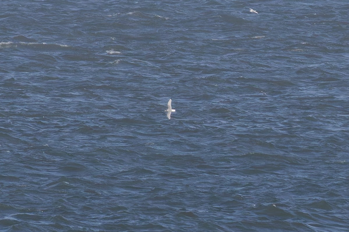 Black-legged Kittiwake - ML646709626