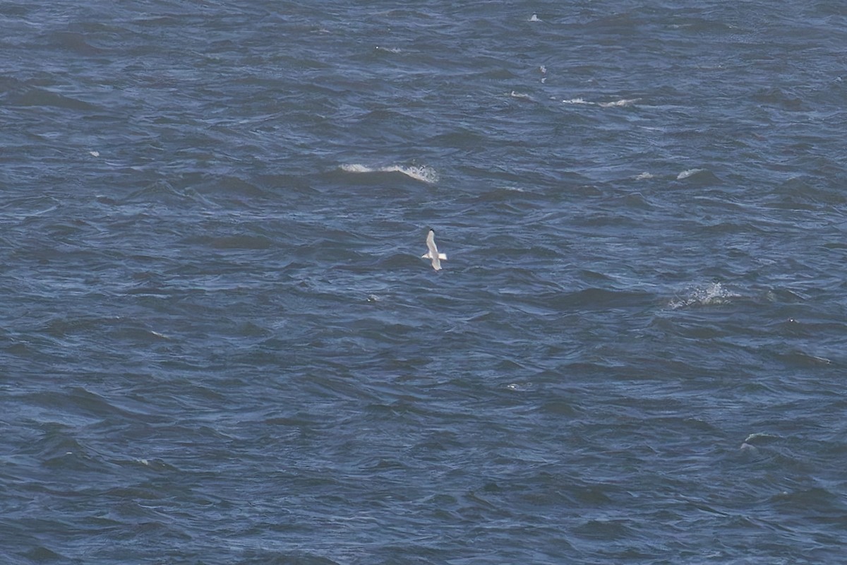 Black-legged Kittiwake - ML646709627