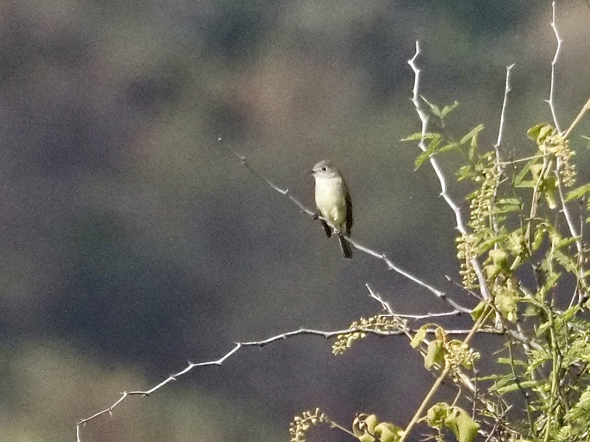 Greenish Elaenia - ML646709631