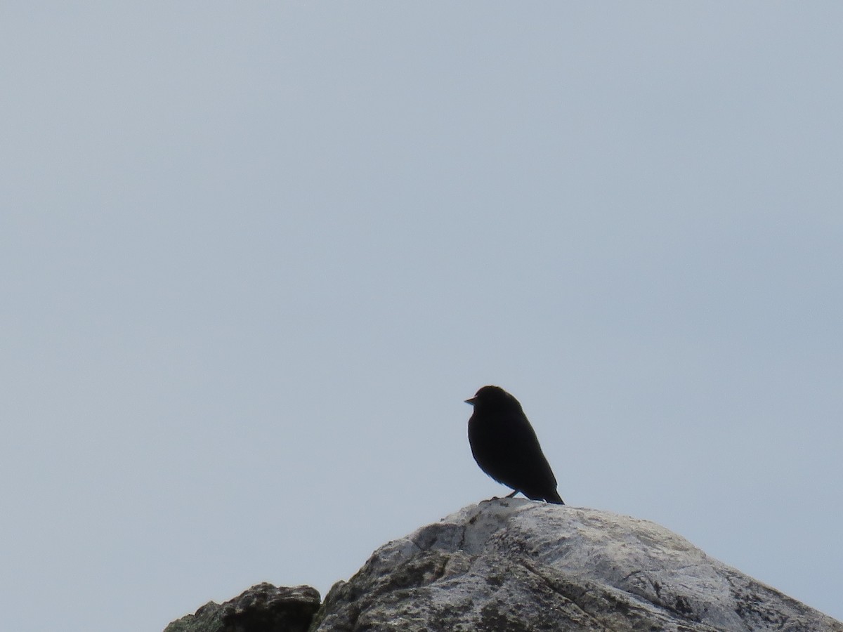 Austral Blackbird - ML646709633