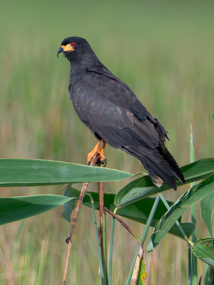 Snail Kite - ML646709634