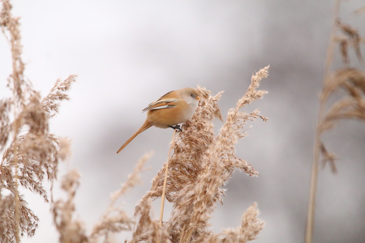 Bearded Reedling - ML646709635