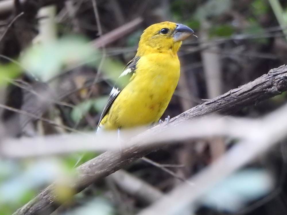 Golden Grosbeak - ML646709636