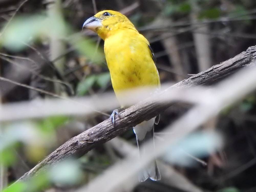 Golden Grosbeak - ML646709637