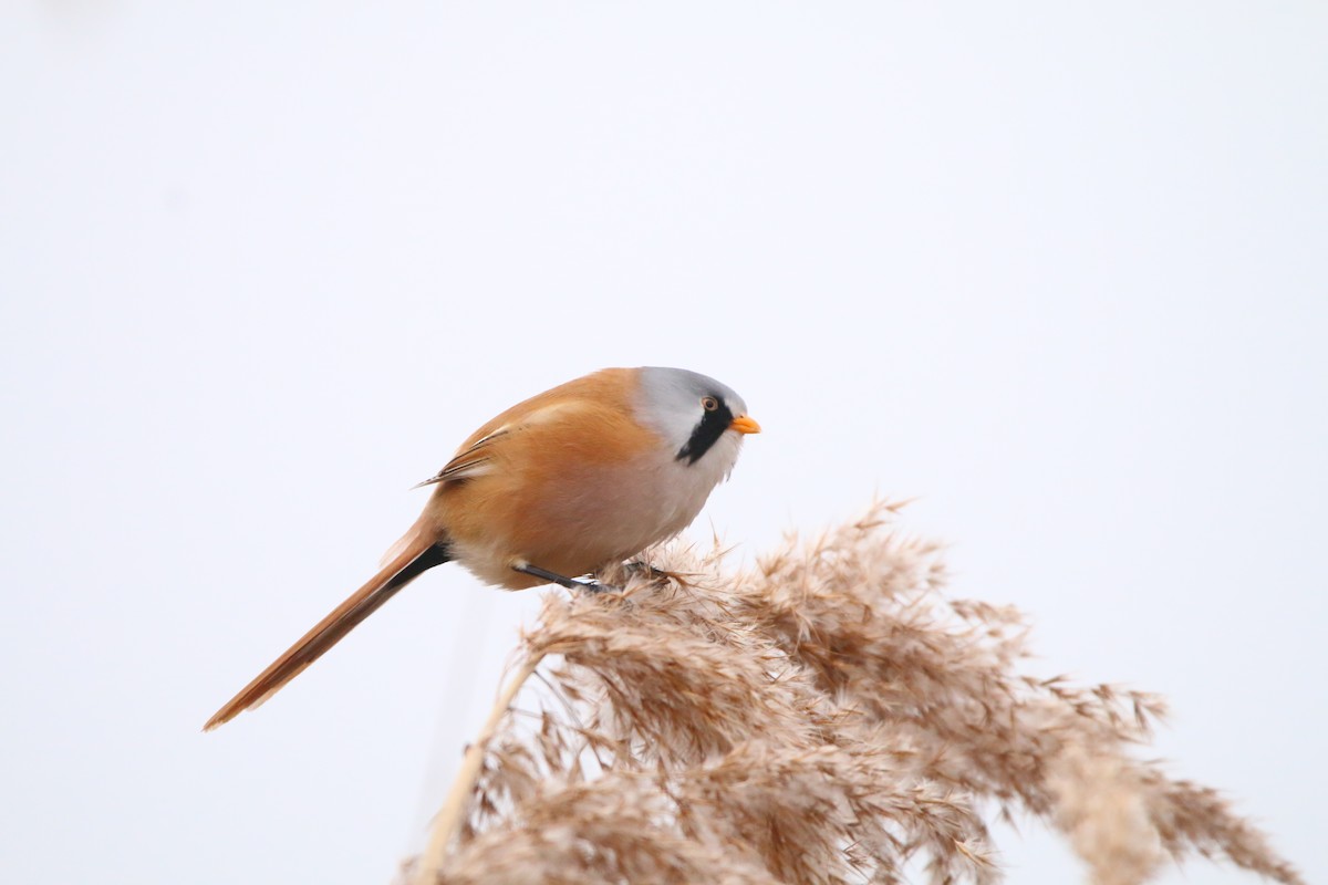 Bearded Reedling - ML646709638
