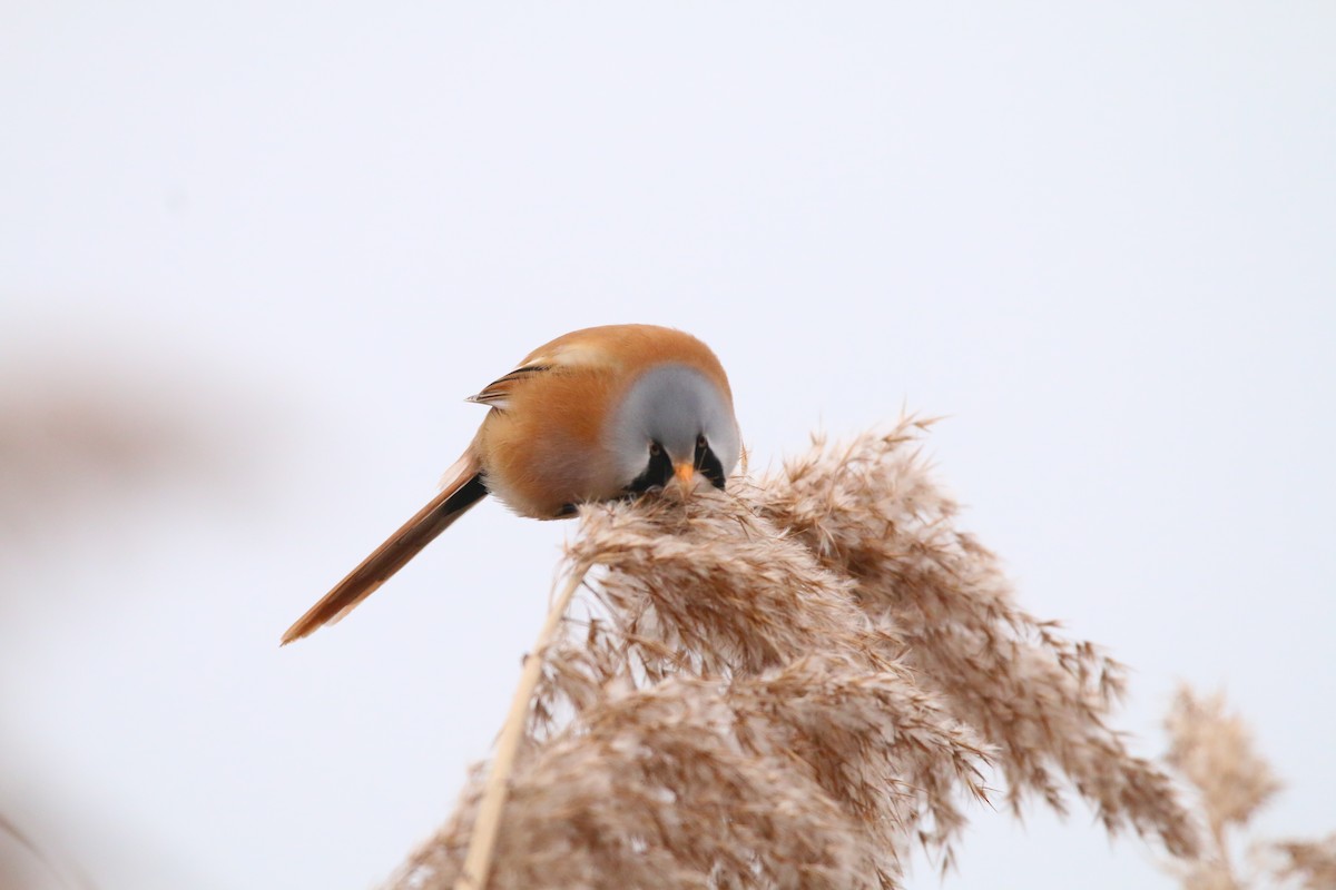 Bearded Reedling - ML646709639