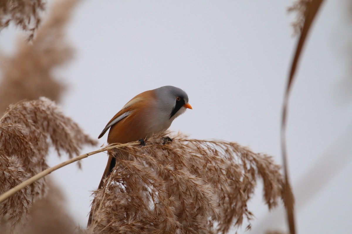 Bearded Reedling - ML646709640