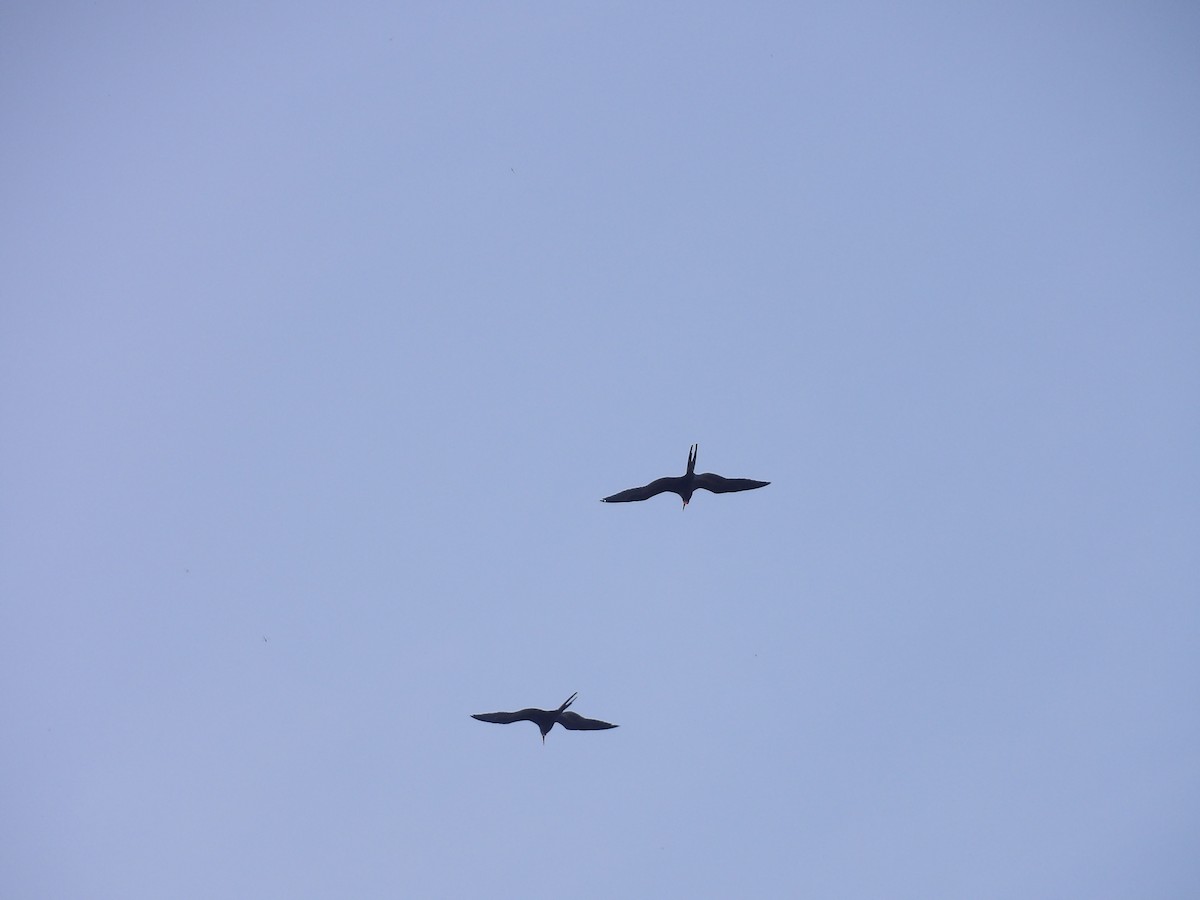 Magnificent Frigatebird - ML646709647