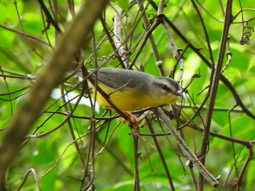 Golden-crowned Warbler - ML646709657