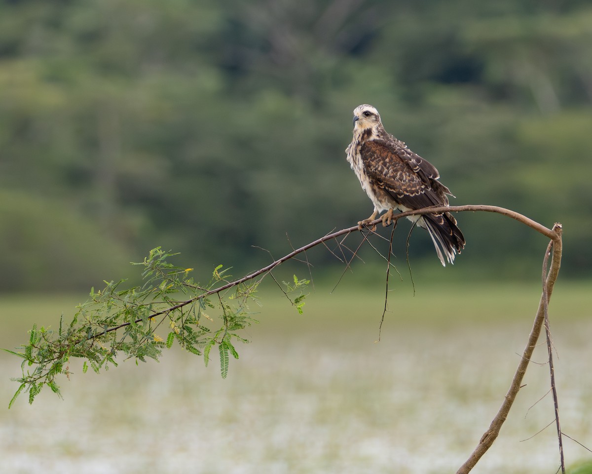 Snail Kite - ML646709658