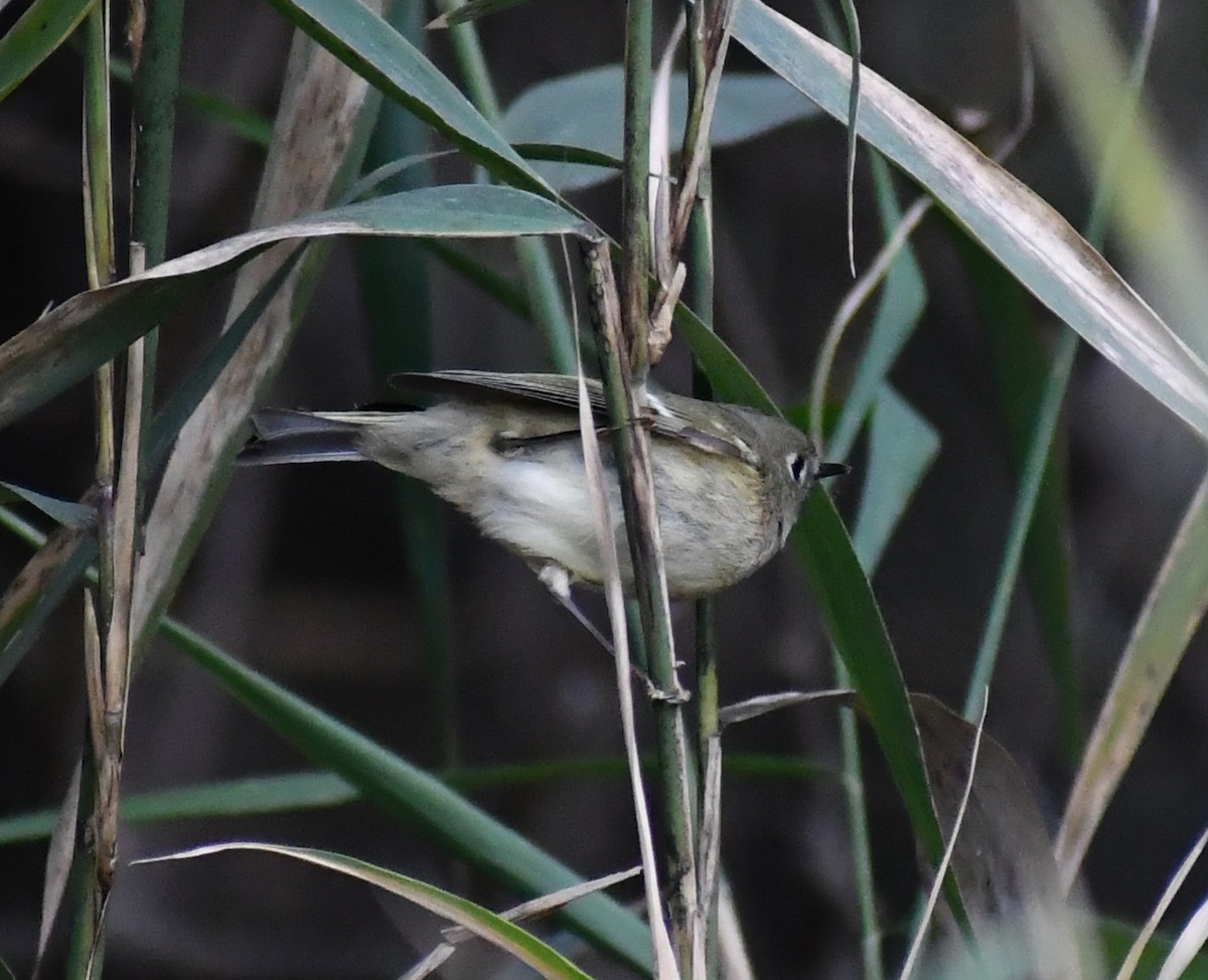 Ruby-crowned Kinglet - ML646709659