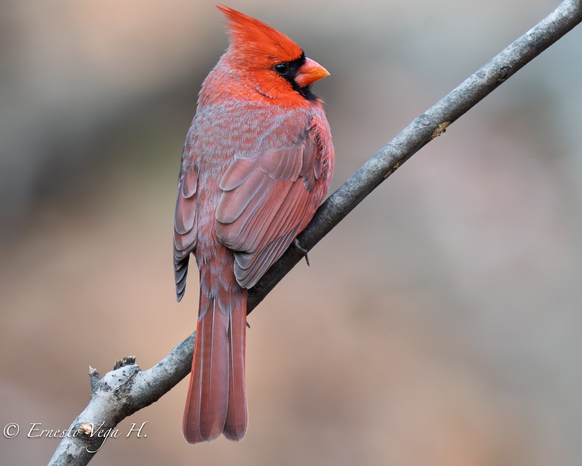 Northern Cardinal - ML646709667