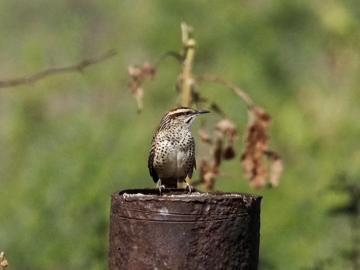 Spotted Wren - ML646709669