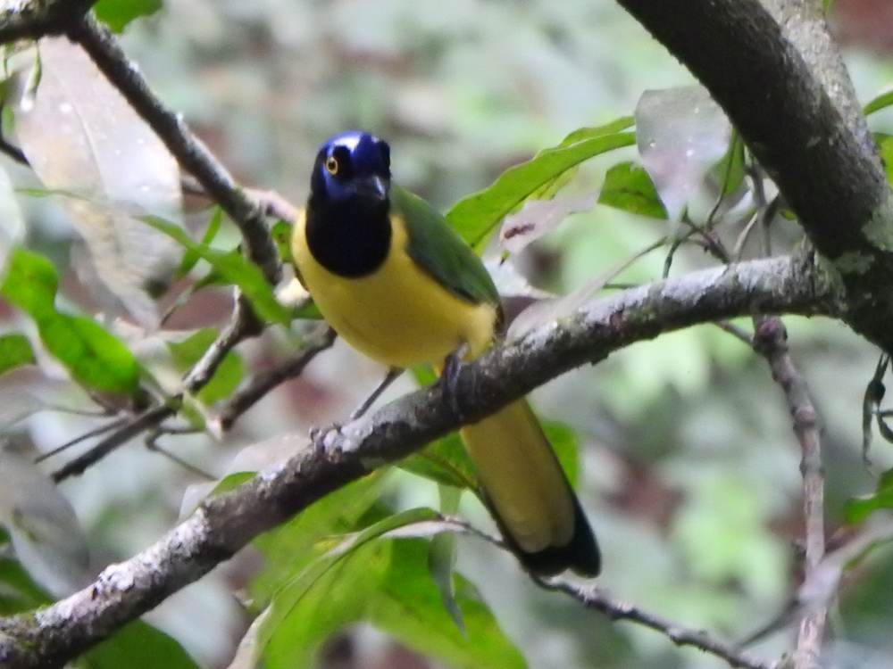 Перуанская сойка - ML646709671