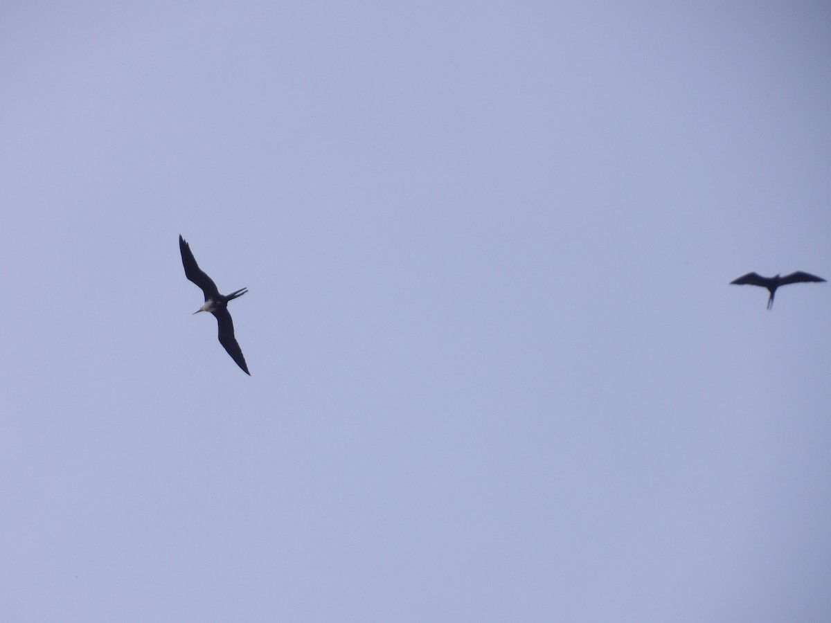 Magnificent Frigatebird - ML646709677