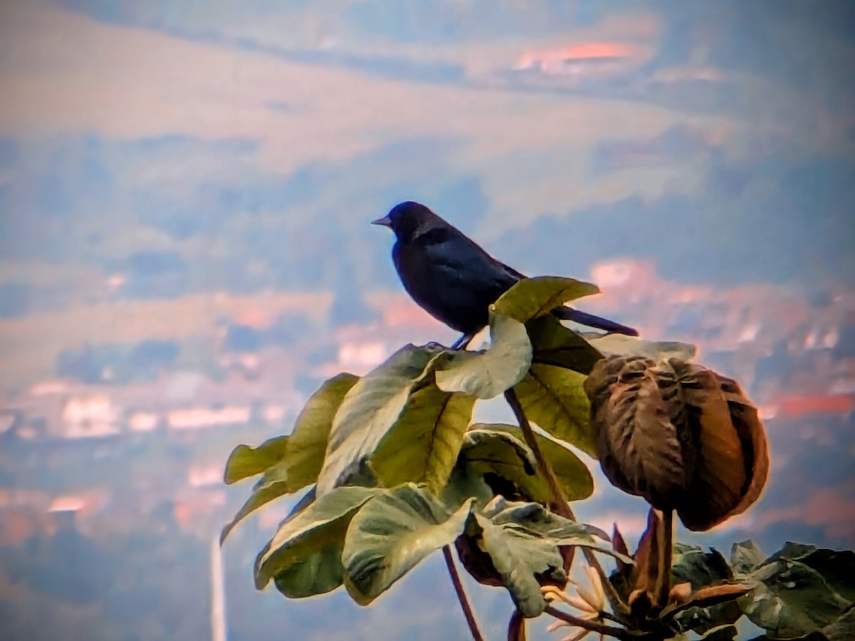 Shiny Cowbird - ML646709678