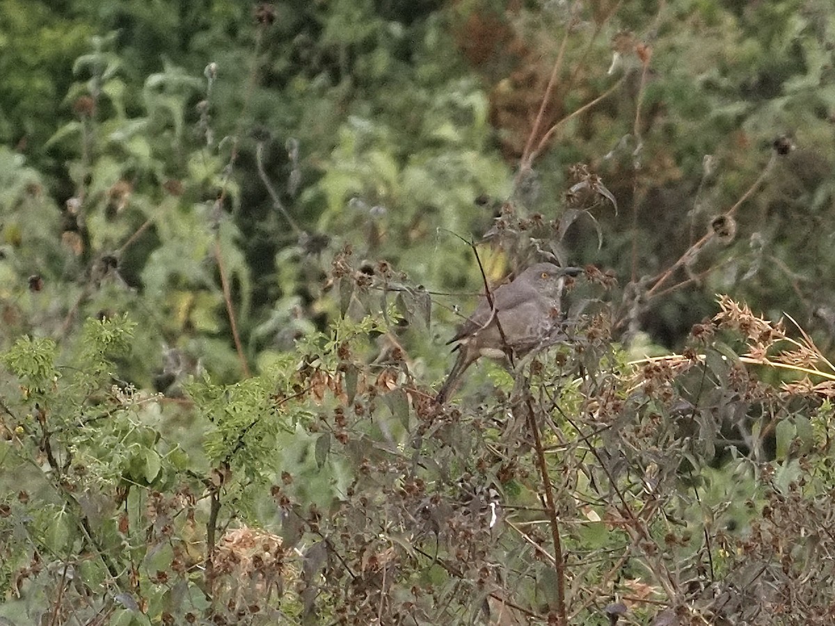Curve-billed Thrasher - ML646709679