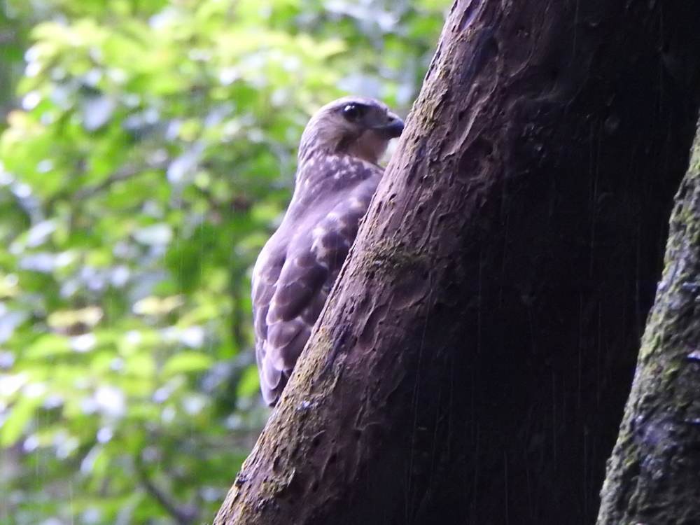 Broad-winged Hawk - ML646709680