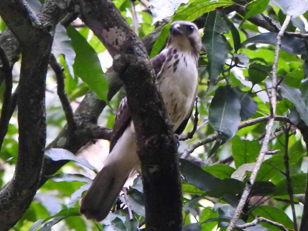 Broad-winged Hawk - ML646709681
